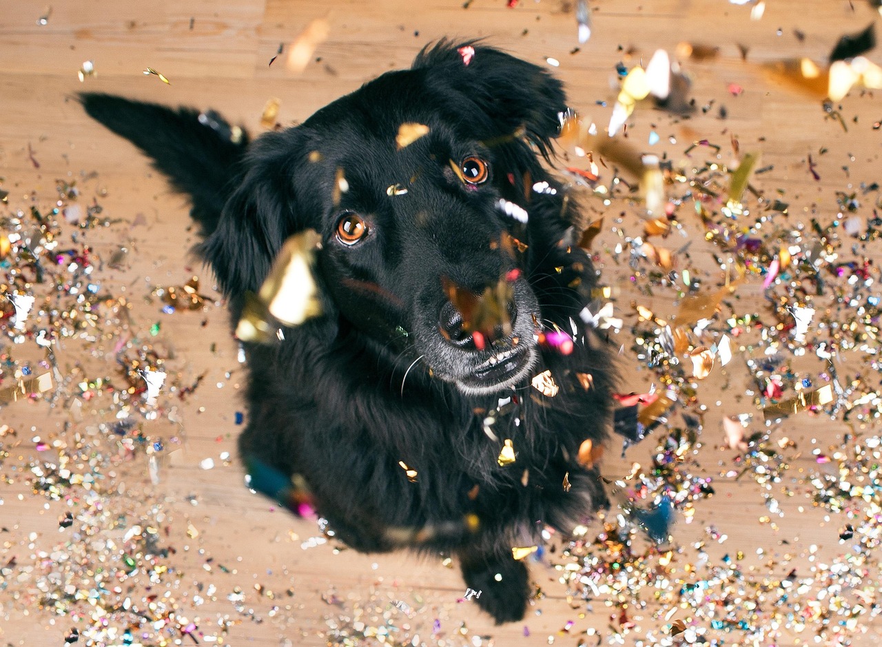 Bild "Neujahrshund.jpg"